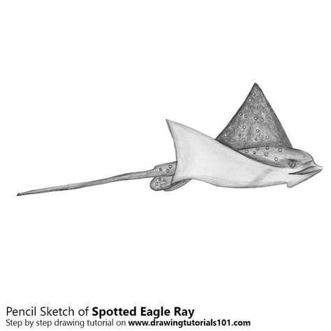 Spotted Eagle Ray Tattoo, Eagle Ray Tattoo, Sea Animal Drawings, Korea Tattoo, Stingray Tattoo, Spotted Eagle Ray, Ray Tattoo, Ocean Drawing, Eagle Ray