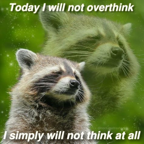 Nocturnal-Trash-Posts-Raccoon-Memes-Instagram Cute Raccoon, Raccoon Funny, Magnum Opus, Trash Panda, Arte Sketchbook, Silly Animals, Racoon, Cute Memes, Oui Oui