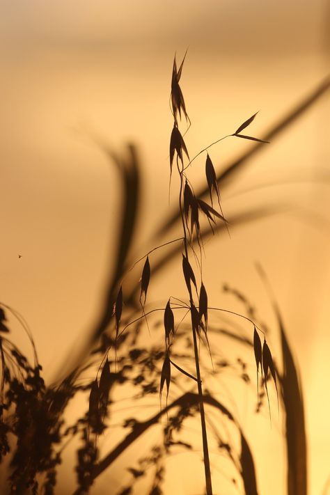 sepia silhouettes | Alison Moffitt | Flickr Sepia Color Palette, Sepia Pictures, Italian Images, Sepia Aesthetic, Monochrome Pictures, Sepia Photos, Sepia Art, Sepia Color, Sepia Photography