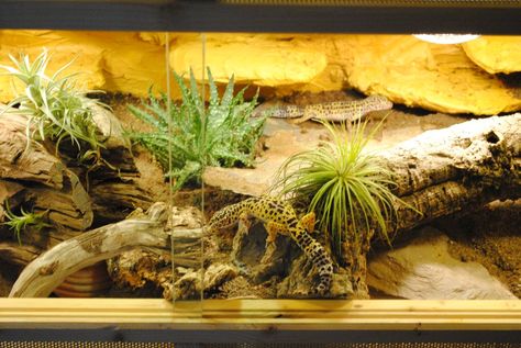 Leopardgecko Terrarium Leopard Gecko Cage, Beard Dragon, Diy Bearded Dragon Enclosure, Gecko Cage, Gecko Enclosure, Desert Terrarium, Bearded Dragon Vivarium, Leopard Gecko Habitat, Leopard Gecko Tank