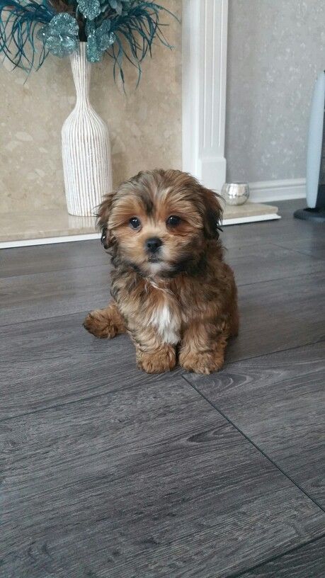 Our Shih Tzu Chihuahua mix puppy, Hugo! Adorable ShiChi!!! Chihuahua Mix Puppies, Shih Poo, Lion Dog, All Dog Breeds, Puppy Photos, Shih Tzu Puppy, Mini Schnauzer, Chihuahua Mix, Shih Tzu Dog