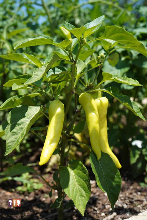 Learn everything you need to know for growing banana peppers at home in a vegetable garden or container garden! From planting to growing, then on to harvesting, this step-by-step guide will help you have an abundant harvest! Growing Banana Peppers, Grow Peppers, Growing Peas, Edible Landscape, Growing Peppers, Environmentally Friendly Living, Fall Gardening, Banana Peppers, Building A Raised Garden