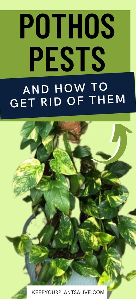 the most common pests that will infest pothos plants, how to identify them, and how to get rid of them. Pathos Plant, Pothos Plant Care, Pothos Vine, Pothos Plants, Houseplant Care, Golden Pothos, Plant Problems, Inside Plants, Pothos Plant