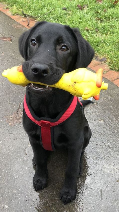 Labrador Retrievers are beloved for their friendly temperament, intelligence, and versatility. With a playful and energetic nature, they make excellent companions for families and active individuals alike. Their affectionate demeanor and patience, especially with children, along with their social interaction skills, contribute to their reputation as great pets. Retriever Puppy Black, Labrador Retriever Aesthetic, Labrador Aesthetic, Golden Labrador Puppy, Labrador Nero, Husky Baby, Puppy Golden Retriever, Golden Labrador Puppies, Cute Labrador Puppies