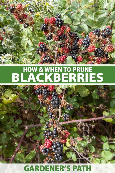 How To Trellis Blackberries, When To Prune Blackberry Bushes, Blackberry Bushes Trellis, How To Prune Blackberries, Blackberry Pruning Tips, Blackberry Bushes Care How To Grow, Prune Blackberry Bush, Blackberry Plant Care, Diy Blackberry Trellis