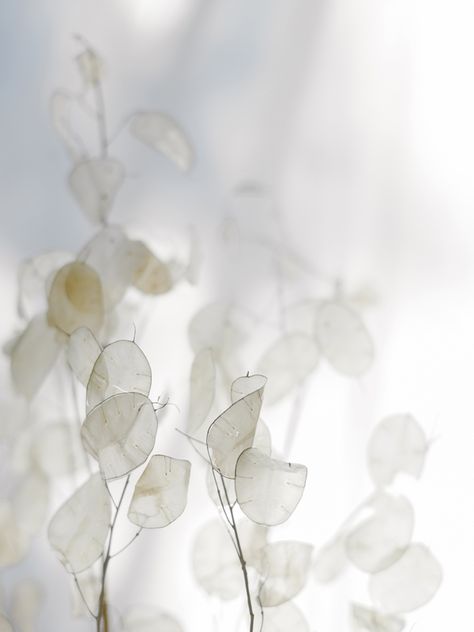 lunaria — Gaby J Photography White Flowers, Vase, Flowers, Photography, White