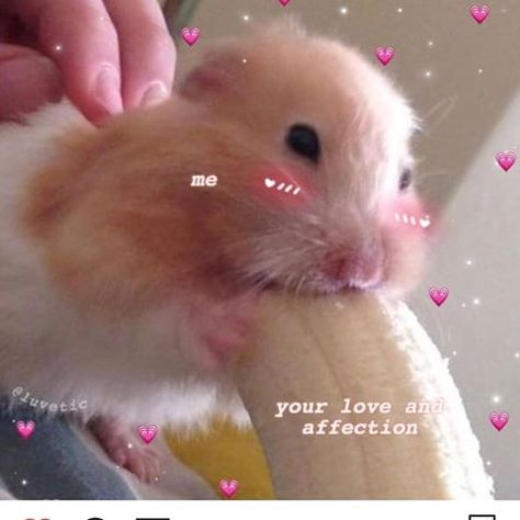 Heart Memes, Cute Cat Memes, Funny Hamsters, Cute Animal Memes, Cute Love Memes, Love And Affection, Bluetooth Remote, Cute Hamsters, Cute Messages