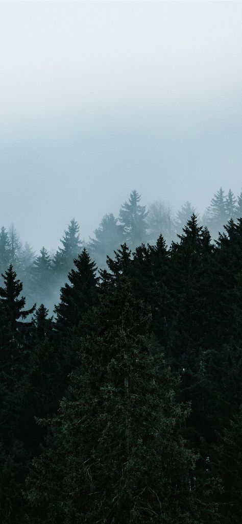 green pine trees under white sky #tree #nature #grey #iPhoneXWallpaper Pine Tree Iphone Wallpaper, Pine Tree Phone Wallpaper, Pine Green Aesthetic Wallpaper, Pine Green Wallpaper Iphone, Forest Green Wallpaper Iphone, Pine Tree Wallpaper Iphone, Pine Green Aesthetic, Tree Phone Background, Pine Trees Aesthetic