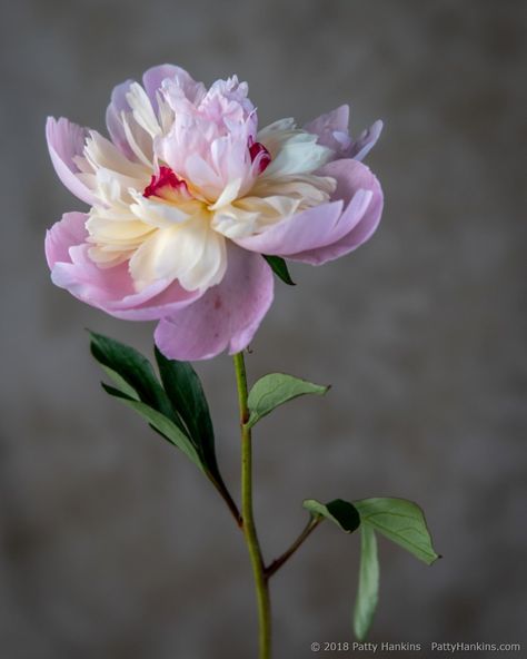 Pink And White Peonies, White Peony, White Peonies, In The Studio, The Studio, Pink And White, Soft Pink, Flower Painting, Flower Art