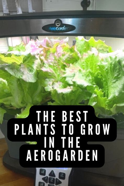 Diy Hydroponics Plant Food, What To Grow In Aerogarden, Best Plants To Grow In Aerogarden, Indoor Garden Hydroponics, Hydroponic Gardening For Beginners Indoors, Aero Garden Ideas, Aerogarden Hack, Aerogarden Ideas, Aerogarden Diy