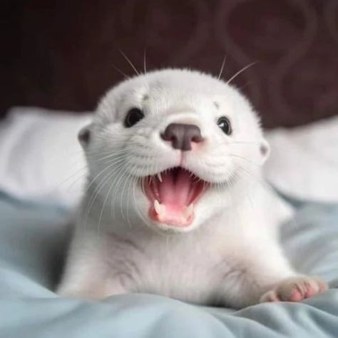 There's a saying. If you want someone to love you forever, buy an otter, feed it and keep it around. White Otter, Otters Cute, Baby Otters, Cute Small Animals, Cute Animals Puppies, Baby Animals Pictures, Pretty Animals, Cute Animals Images, Silly Animals