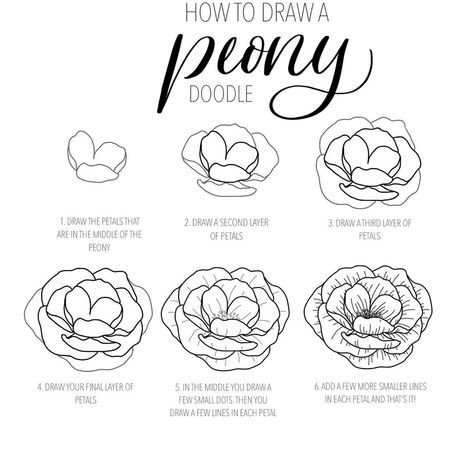 Laura creates it on Instagram: “NEW TUTORIAL! So this is how I draw a simple peony doodle! Easy to use for both drawing on paper and on the ipad (swipe to see my results)…” Peony Flower Drawing Easy, Peony Sketch Simple, How To Draw Peony Flowers, Peonies Illustration Simple, Easy Peony Drawing, Easy Peony Painting, Simple Peony Drawing, Peony Illustration Simple, How To Paint A Peony