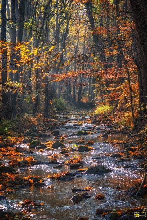 Autumn in the Harz Mountains, Germany (by Michael Lumme) Image Nature, Autumn Scenes, Autumn Scenery, Fall Pictures, Autumn Photography, Nature Aesthetic, Fall Foliage, Nature Scenes, Nature Pictures