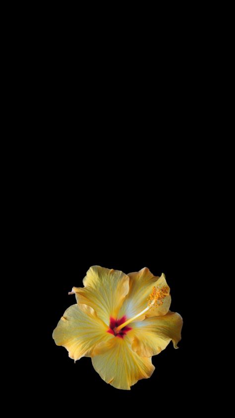 Yellow Hibiscus, Wallpaper Flower, Matching Wallpaper, Flower Wallpaper, Black Background, Hibiscus, Yellow, Black