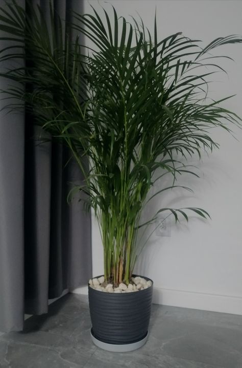 dracena aesthetic, plants, green Dracena Plant, Aesthetic Plants, Plants Green, Plants, Green