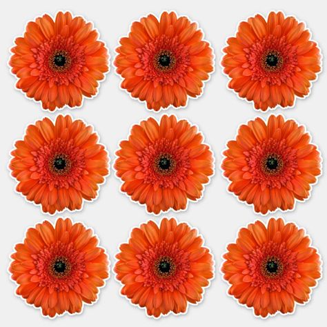 9 Orange Gerbera Daisy Flower Kiss-Cut Stickers #affiliate , #Affiliate, #Flower#Kiss#Cut#Daisy Daisy Stickers Printable, Gerbera Daisy Svg Free, Orange Daisies, Orange Gerber Daisy, Orange Flowers Stickers, Daisy Wallpaper, Gerber Daisies, Disney Sticker, Orange You Glad