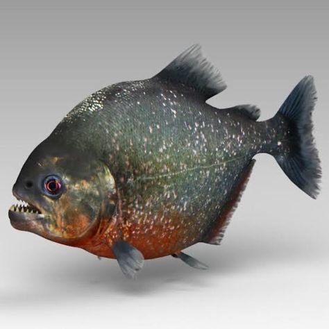 Piranha Fish Art, 3d Drawing Ideas, Ocean Monsters, Piranha Fish, Jellyfish Art, Animal Guides, Animal Groups, Exotic Fish, Animal Projects