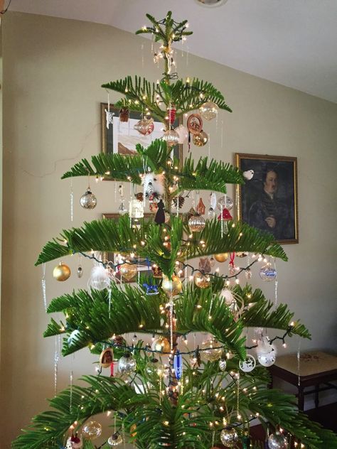 Norfolk Christmas Tree, Norfolk Island Pine Christmas Tree, Norfolk Pine Christmas Tree, Real Christmas Tree Decor, Norfolk Pine Tree, Hawaiian Christmas Tree, Hawaii Ideas, Norfolk Island Pine, Outside Lights