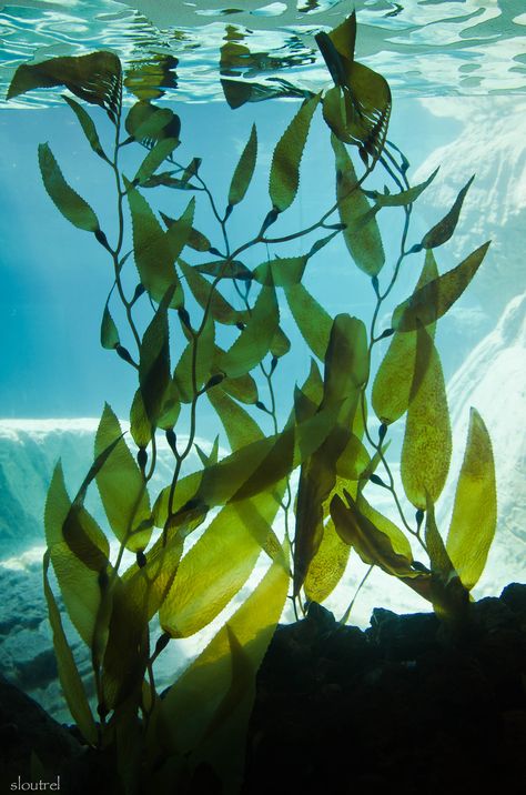 Marine Plants Illustration, Underwater Plants Photography, Ocean Plants Underwater, Underwater Plants Art, Underwater Art Reference, Underwater Ocean Photography, Under Sea Plants, Deep Sea Plants, Sea Plants Tattoo