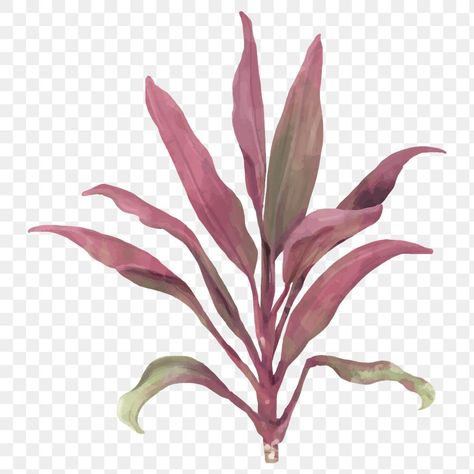 Cordyline Fruticosa, Ti Leaf, Jamaican Restaurant, Watercolor Leaf, Aesthetic Things, Watercolor Leaves, Exotic Plants, Free Illustrations, Tropical Leaves