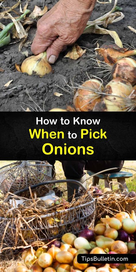 Onion Harvesting, Harvesting Onions, When To Harvest Onions, Growing Shallots, Garden Onions, Onion Growing, Plant Onions, Planting Onion Sets, Harvest Onions