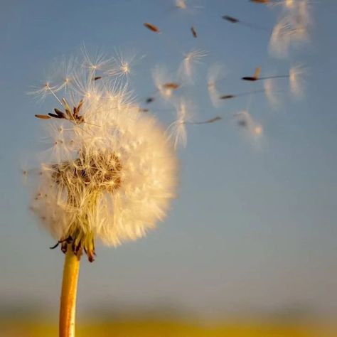 🌼 "In the field of dreams, you stand so bright, Dandelion whispers take flight, Seeds of hope in the gentle breeze, Wishes carried with such ease." Credit :- Pinterest 1) anaroze 2)salma♥️🍓 3)twitter 4)laurel Follow @naturesechantedvista Tags (Nature, Dandelion, Flower, Enchanted) #natureza #nature_perfection #flowerinstagram #flowerarrangements #flowerjewellery #flowerdaily #artificialflower #naturelle #excellent_nature #rebels_nature #natureartist #tgif_nature #flowersinmygarden #fl... Breeze Aesthetic, Dandelion Aesthetic, Author Inspiration, Dandelion Fluff, Dandelion Field, Book Vibes, Dandelion Seeds, Nature Artists, Dandelion Wish