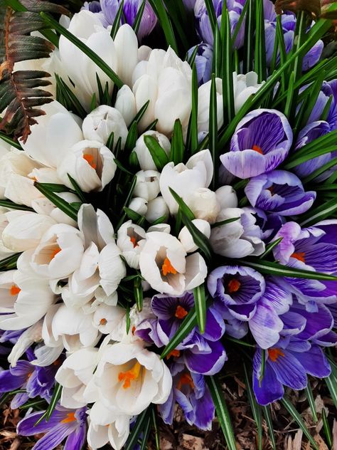 crocuses, crocus, flower, flowers, winter flowers, purple flowers, flowers aesthetic, bouquet, flower bouquet, wildflowers Crocus Flower Bouquet, Aesthetic Bouquet, Flowers Winter, Crocus Flower, Flowers Purple, Bouquet Flower, Spring 2025, Flowers Aesthetic, Winter Flowers