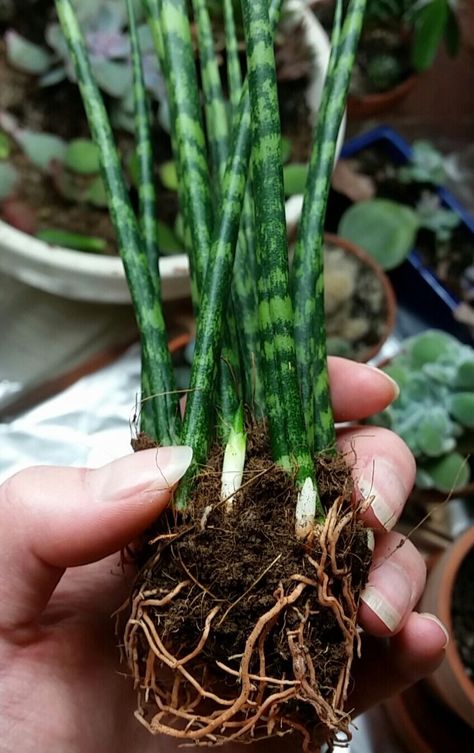 Starfish Snake Plant, African Spear Plant, Sanseveria Types, Starfish Plant, Cylindrical Snake Plant, Nz Plants, Snake Plant Propagation, African Spear, Succulent Fertilizer