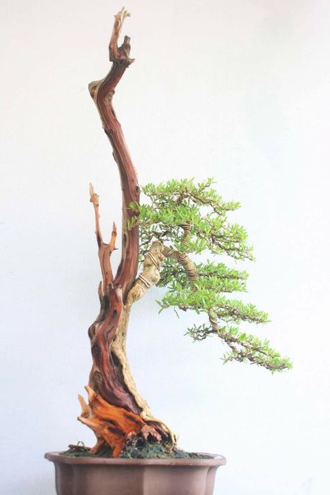 Bonsai Bunjin Style, Bunjin Bonsai Style, Bonsai Stand, Garden Bonsai Tree, Bonsai Design, Chinese Plants, Bonsai Nursery, Bonsai Tree Types, Bonsai Tree Care