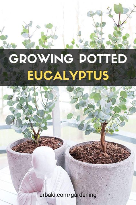 Growing Potted Eucalyptus Eucalyptus Garden Plants, Eucalyptus Lemon Bush, Eucalyptus Plant Care Indoors, Eucalyptus Tree In Pot, How To Take Care Of Eucalyptus Plant, Caring For Eucalyptus Plant Indoors, Eucalyptus Care Plant, Eucalyptus Potted Plant, How To Care For Eucalyptus Plant