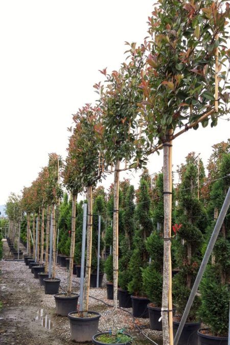 Pleached Trees, Birch Grove, Evergreen Hedge, Privacy Trees, Garden Privacy, Garden Screening, Specimen Trees, Topiary Trees, Deciduous Trees