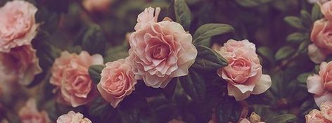 Facebook Cover Photos Flowers Vintage, Facebook Cover Photos Flowers, Facebook Cover Photos Vintage, Free Facebook Cover Photos, Twitter Cover Photo, Photos Flowers, Photo Facebook, Free Facebook, Photos Vintage