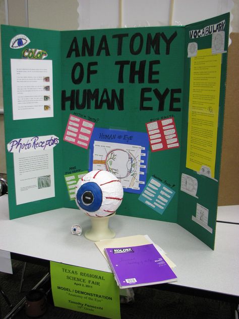 Human Anatomy Science Fair Projects, Human Eye Model Project, Project Model Ideas, Respiratory System Projects, Biology Science Fair Projects, Human Body Science Projects, Science Project Models, Cc Challenge A, Eye Project