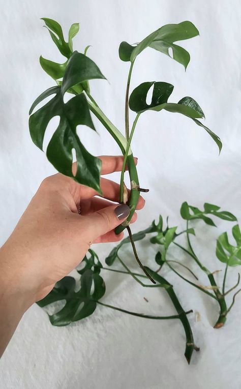 N’joy Pothos, Mini Monstera, Rhaphidophora Tetrasperma, Plant Hacks, Starter Plants, Plant Cuttings, Live Plants, Leaf Pattern, House Plants