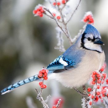 Black Oil Sunflower Seeds, Blue Jay Bird, Downy Woodpecker, Black Capped Chickadee, Common Birds, Jay Bird, Bird Watchers, December 1st, Winter Bird