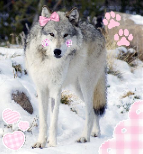 Wolf Regressor, Silly Wolves, Wolf Pfp, Wolf Cute, Pink Wolf, Pink Wallpaper Ipad, Cutee Animals, Pet Spaces, Wolf Drawing