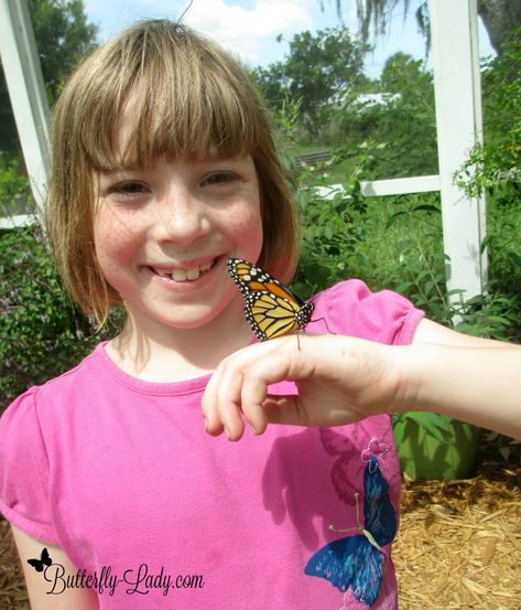 I raise butterflies so children can experience the sheer joy of holding them and observing them up-close. Raise Butterflies, Holding Butterfly, Holding A Butterfly, Monarch Migration, Girl's Hand, Butterfly Pose, Reference Poses, Your Smile, A Butterfly