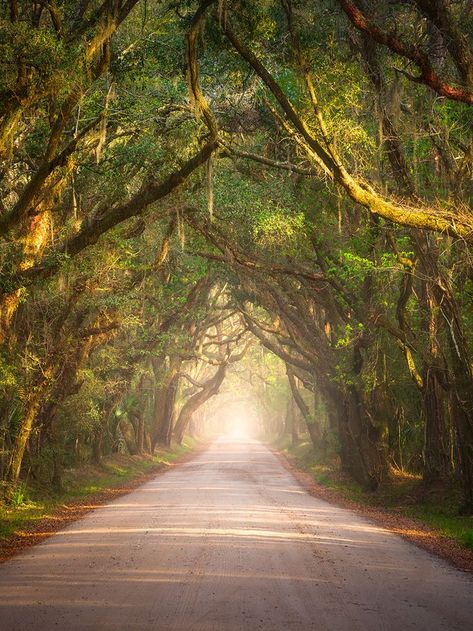 Pin on Amazing Places to Visit Coastal Forest, Dave Allen, Edisto Beach, Edisto Island, Botany Bay, Fine Art Landscape Photography, Outdoor Photographer, Photography Competitions, Forest Nature