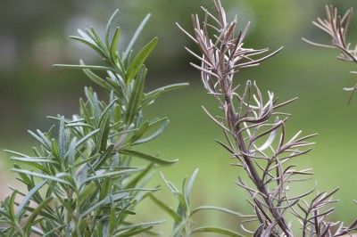 Saving browning rosemary plant Rosemary Varieties, Rosemary Plant Care, Growing Rosemary Indoors, Rosemary Plants, Smell Clean, Door Solutions, Brown Tips, Growing Raspberries, Growing Rosemary