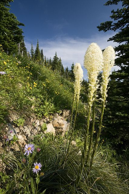 Bear grass (also Indian basket grass) Bear Grass Tattoo, Bear Grass Plant, Beargrass Flower, Jay Tattoo, Woodland Meadow, Arizona Garden, Gray Jay, Arizona Gardening, Grass Painting