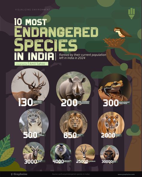 10 Most Endangered Species in India, ranked by their current population left in India in 2024 Project Tiger India, Wildlife Infographic, Endangered Species Project, Vintage National Park Posters, Project Tiger, Vintage National Park, Save Wildlife, Explainer Video, National Park Posters