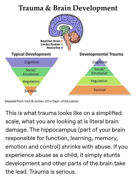 Neurosequential Model Of Therapeutics, Neuro Emotional Technique, Brain Anatomy And Function, Psychology Notes, Psychology Studies, Brain Facts, Brain Anatomy, Mental Health Facts, Psychology Student