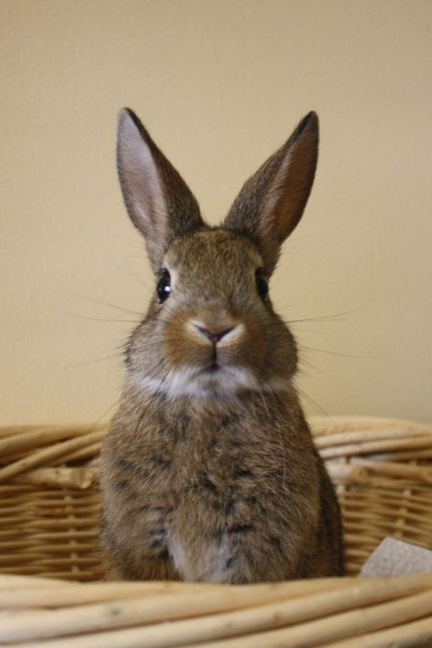 Daily Bunny, Cute Bunny Pictures, 강아지 그림, Bunny Pictures, Funny Bunnies, Animal Heads, Baby Bunnies, Sweet Animals