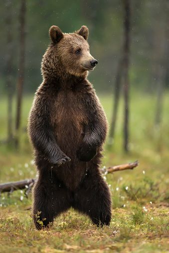 Bear Character Design, Bear Standing, Bear Photography, Bear Images, Animal Illustration Art, Brown Bears, Animal Reference, Black Bears, Bear Drawing