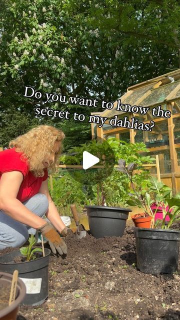 Sophie van Gerwen on Instagram: "How to grow dahlias in your garden successfully.

I have been planting out my dahlias this weekend and I thought I’d share the process.

1. I pot up the tubers in early April and grow them in pots in the greenhouse to get them started. I pinch out the growing tips of any that don’t throw up more than 3 stems. 
2. I prepare their raised bed by adding my own compost in the Autumn.
3. I apply nematodes to this bed before planting them here. Nematodes help to stop them being eaten by slugs and snails.
4. I add bonemeal to the planting hole. I find dahlias enjoy the added phosphorus. 
5. This raised bed is in a sunny spot that gets around 7 hours of sunshine a day. 
6. Once planted, I add a copper ring which helps deter slugs and snails.
7. Each dahlia gets its Growing Dahlias In Pots, Dahlias In Pots, How To Grow Dahlias, Grow Dahlias, Planting Dahlias, Growing Irises, Growing Dahlias, Growing Tips, The Greenhouse