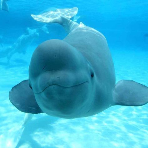 literally love baby balugas Beluga Whale Wallpaper, Beluga Drawing, Beluga Whale Aesthetic, Whale Aesthetic, Beluga Kitty, Beluga Whale Photography, Cute Beluga Whale, Whale Cute, Baby Beluga