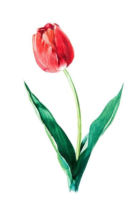 Tulip Painting, Tulips Art, Watercolor Tulips, Tulips Garden, Floral Drawing, Watercolor Flower Art, 수채화 그림, Red Tulips, Garden Care