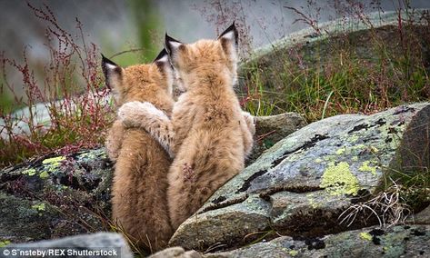 Bobcat Kitten, Lynx Kitten, Lynx Cat, Baby Friends, Amazing Animals, Wildlife Animals, Wild Life, Sweet Animals, Lynx