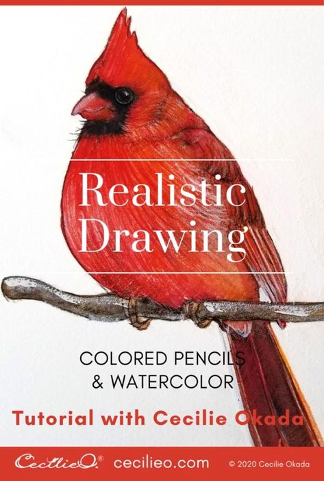 Cardinal Sketch, Cardinal Drawing, Drawing With Colored Pencils, Bird Sketches, Colored Pencil Drawing Tutorial, Cardinal Birds Art, Cardinal Watercolor, Bird Painting Acrylic, Cardinal Painting