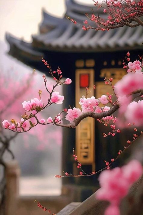 Cherry Blossom Wallpaper, The Best Wallpapers, Nature Photography Flowers, Best Wallpapers, Flowers Photography Wallpaper, Wallpaper Nature Flowers, Spring Wallpaper, Aesthetic Japan, Beautiful Flowers Wallpapers